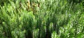 cypress-leaved plait moss closeup. Hypnum cupressiforme. Forest plant