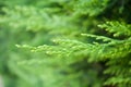 cypress leaves in a hedge