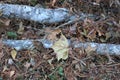 Cypress limbs lying among leaves