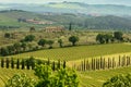 Cypress- lined road among the vineyards in Tuscany, Italy. Royalty Free Stock Photo