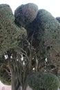 Cypress macro, Cupressus sempervirens