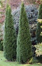 Cypress ornamental trees