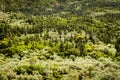 Cypress pine dominated vegetation