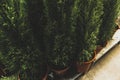 Cypress In a pot mediterranean tropical bush texture flower