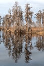 Cypress Reflections on a Southern Bayou