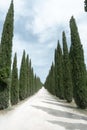 Cypress road countryside, Montalcino, Tuscany region, Italy