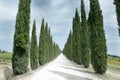 Cypress road countryside, Montalcino, Tuscany region, Italy