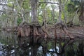 Cypress roots in Fisheating Creek, Florida.