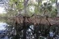 Cypress roots in Fisheating Creek, Florida.