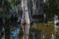 Cypress Roots, Knees, Swamp, Big Cypress National Preserve, Florida Royalty Free Stock Photo
