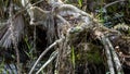 Cypress Roots, Swamp, Big Cypress National Preserve, Florida Royalty Free Stock Photo