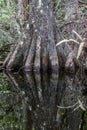 Cypress Roots, Swamp, Big Cypress National Preserve, Florida