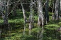 Cypress Roots, Swamp, Big Cypress National Preserve, Florida