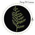 Cypress sprig