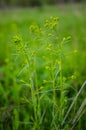 Cypress spurge buds