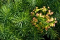 Cypress Spurge (Euphorbia cyparissias) Royalty Free Stock Photo