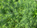 Cypress spurge (Euphorbia cyparissias)