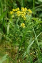 Cypress spurge (Euphorbia cyparissias)