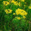 Cypress spurge - Euphorbia cyparissias spring flowering herb