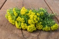 Cypress spurge, or Euphorbia cyparissias on a table