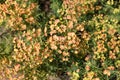 Cypress spurge (EuphÃÂ³rbia cyparissias)