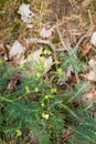 The Cypress spurge plant