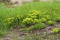 Cypress Spurge 813339