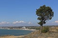 Cypress on the steep bank of Cape Tolstoy on the Crimean peninsula