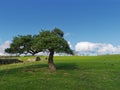 A Cypress Style Tree in a corner of a Field near to Drystone Wall ruins at Hunger Hill on the northern outskirts of Ilkley Royalty Free Stock Photo