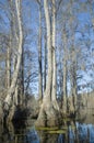 Cypress Swamp