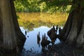 Cypress swamp