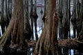 Cypress Swamp Royalty Free Stock Photo