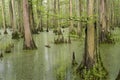 Cypress swamp Royalty Free Stock Photo