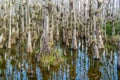 Cypress swamp along Loop Road in Big Cypress National Reserve, E Royalty Free Stock Photo