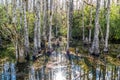 Cypress swamp along Loop Road in Big Cypress National Reserve, E Royalty Free Stock Photo