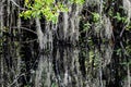 Cypress swamp in Big Cypress National Preserve and the Everglades National Park Royalty Free Stock Photo