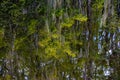 Cypress swamp in Big Cypress National Preserve and the Everglades National Park Royalty Free Stock Photo