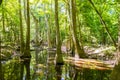 Cypress and swamp of Congaree National Park in South Caro