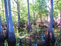 Great Cypress swamp Royalty Free Stock Photo