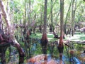 Great Cypress swamp Royalty Free Stock Photo