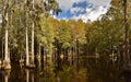 Cypress Swamp in Florida