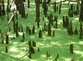 Cypress Swamp at Hart Springs Florida Royalty Free Stock Photo