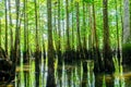 Cypress swamp at Morrison Springs Park, Walton County, Florida, US, a forested wetlands dominated by bald cypress trees and are Royalty Free Stock Photo