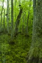 Cypress Swamp, Natchez Trace, MS Royalty Free Stock Photo