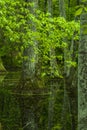 Cypress Swamp, Natchez Trace, MS Royalty Free Stock Photo