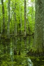 Cypress Swamp, Natchez Trace, MS Royalty Free Stock Photo