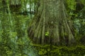 Cypress Swamp, Natchez Trace, MS Royalty Free Stock Photo