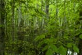 Cypress Swamp, Natchez Trace, MS Royalty Free Stock Photo