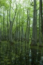 Cypress Swamp, Natchez Trace, MS Royalty Free Stock Photo