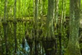 Cypress Swamp, Natchez Trace, MS Royalty Free Stock Photo